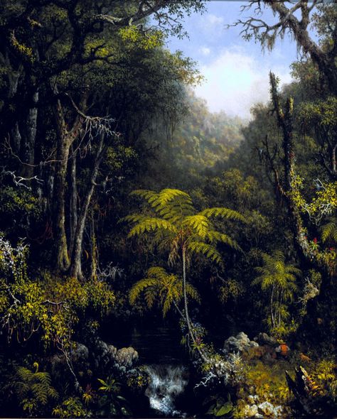 Brazilian Forest | RISD Museum Brazil Jungle, Amazon Deforestation, Risd Museum, Brazilian Rainforest, History Exhibition, Martin Johnson Heade, Martin Johnson, History Taking, Tree Fern