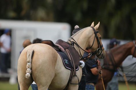 Polo Ponies, Horse Markings, Polo Horse, Sport Of Kings, Polo Pony, Horse Property, Polo Bear, Polo Sport, Ponies