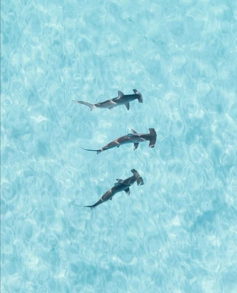 Shark Pictures Aesthetic, Ocean Apple Watch Wallpaper, Hammerhead Shark Wallpaper Aesthetic, Shark Apple Watch Wallpaper, Ocean Aesthetic Whale Shark, Shark Macbook Wallpaper, Shark Desktop Wallpaper Aesthetic, Aesthetic Shark Pictures, Shark Ipad Wallpaper