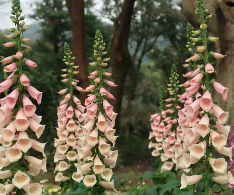 What to do with foxgloves after they finish flowering | Foxglove Care, Foxglove Plant, Fruit Trees In Containers, Delphinium Plant, Front Flower Beds, Clematis Plants, Growing Fruit Trees, Biennial Plants, Hydrangea Bloom