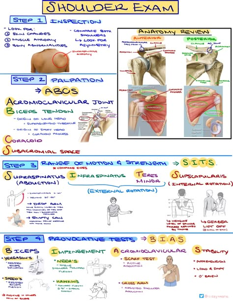 Shoulder Examination Step 1 Inspection Step 2 Palpation ... Exam Template, Physiotherapy Student, Shoulder Anatomy, Physical Therapy School, Physical Therapy Student, Physical Therapist Assistant, Physical Examination, Physical Therapy Assistant, Motor Neuron