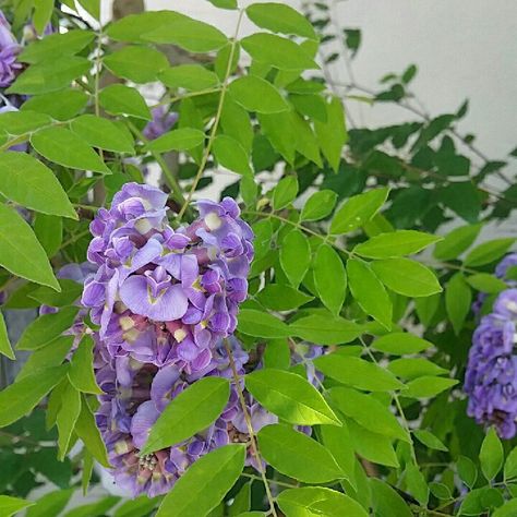 American wisteria 'Amethyst Falls' Care (Watering, Fertilize, Pruning, Propagation) - PictureThis Wisteria Amethyst Falls, American Wisteria, Chinese Wisteria, Plant Tissue, Poisonous Plants, Fall Care, Parts Of A Plant, Beneficial Insects, Snake Plant