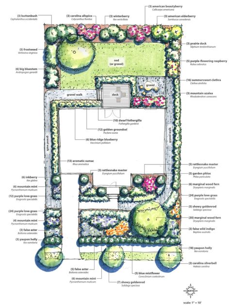 Native Plant Landscape, Redbud Tree, Native Plant Gardening, Street Trees, Planting Plan, Plant Information, Pollinator Garden, Native Garden, Plant List