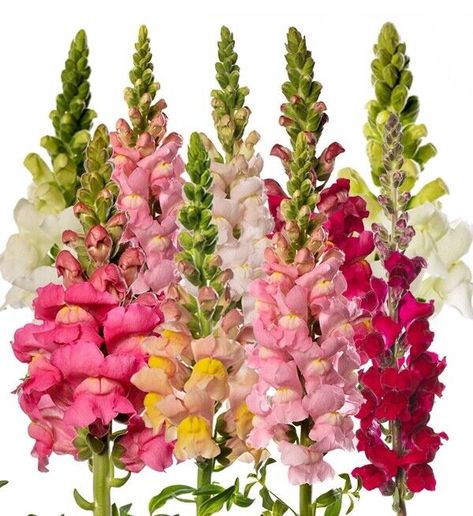 6 x plug plants Antirrhinum mix HHP early long flowering snapdragons 2024 Dragon Faces, Tiny Dragon, Dragon Face, Cottage Garden Plants, Flower Soft, Plant Spacing, Flower Food, Seed Packets, Types Of Plants