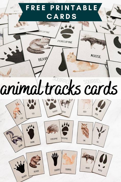 You can also play some really fun games with these cards which I have listed in this post. These animal tracks printable cards are such a great way to get your kids outside and enjoying the great outdoors. There are so many fun ways to use these free printable cards, they are perfect for the little explorer in your life! Forest School Animal Activities, Forest Animal Tracks Printable Free, Zoo Activities For Middle School, National Park Preschool Activities, Kids Survival Activities, Nature Camp Activities For Kids, Nature Learning Activities, Animal Tracks Printable Free, Preschool Nature Theme