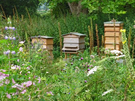 Bee hives in a wildflower meadow Backyard Bee, Future Farms, Bee Farm, Bee Garden, Forest Garden, Better Homes And Garden, Cottage Core Aesthetic, Hobby Farms, New Energy