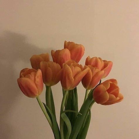 Flowers 🌺 on Twitter: "… " Orange Tulips, Orange Flowers, Tulips, Orange, Glass, Flowers, Wall, White