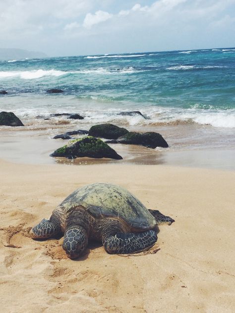 Cute Hawaii turtle on the beach!! Wailea Beach, Cute Turtle, Solo Trip, Hawaii Beach, Cute Turtles, Hawaii Beaches, Solo Travel, Turtles, Hawaii