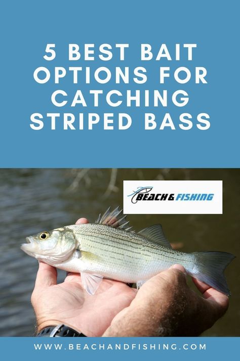 best bait for striped Bass - Pinterest Striped Bass Fishing, Bass Bait, Striped Bass, Natural Diet, Beach Fishing, Fishing Life, Staying Alive, Bass Fishing, Hey There