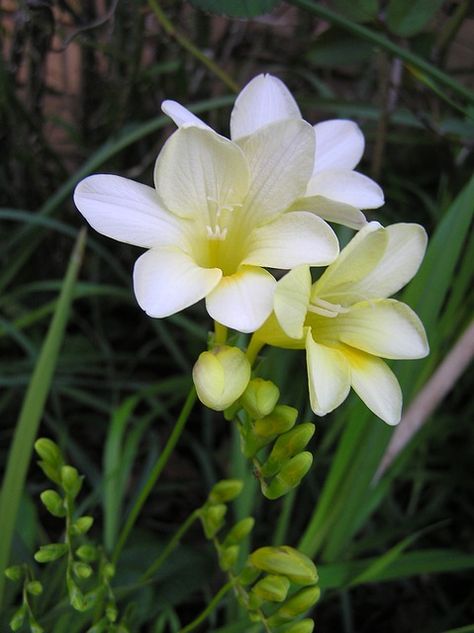 Freesia Flower Aesthetic, White Freesia, Freesia Flower, Freesia Flowers, Florida Landscaping, Stock Flower, Fragrant Plant, Flower Alphabet, Plant Photography