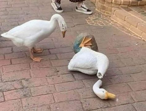 Pet Ducks, Whatsapp Wallpaper Cute, Funny Duck, Found Art, Lost & Found, Animals Images, Animal Photo, Animal Memes, Funny Photos