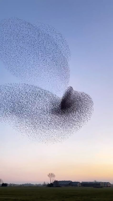 earth on Instagram: A hypnotizing murmuration of starlings dancing in the sky. cc: @claireonline Budgies Parrot, Dancing In The Sky, Murmuration Art, Eternal Summer, Diy Canvas Art Painting, Starling, Beautiful Places To Travel, Diy Canvas Art, Canvas Art Painting