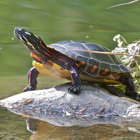 Eastern Painted Turtle. We have lots of these here in Minnesota. Even helped  one across  the  road before ! Eastern Painted Turtle, Painted Turtles, Pond Turtle, Turtle Pictures, I Like Turtles, Painted Turtle, Baby Sea Turtles, Turtle Pond, Pet Turtle