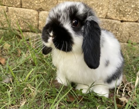 Fuzzy Lop Bunny, Brown Lop Bunny, White Holland Lop Bunny, Black Mini Lop Bunny, Holland Lop Black And White, White Holland Lop, Bunny Supplies, Mini Lop Bunnies, Black And White Holland Lop