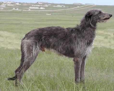 Irish Deerhound, British Dog Breeds, Worlds Biggest Dog, Wolfhound Puppies, Irish Wolfhound Puppies, Scottish Animals, British Dog, Hounds Of Love, Scottish Deerhound