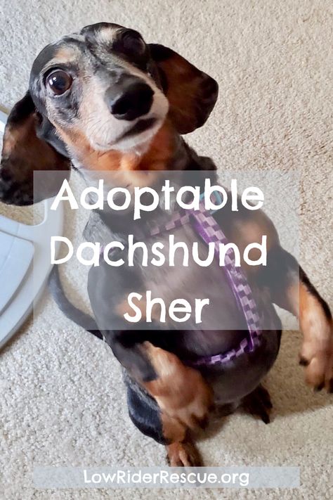 Adoptable Dachshund Sher #adoptadog #dachshund #lowriderrescue #dachshunds #rescue Dachshund Adoption, Silver Dapple Dachshund, Dachshund Rescue, Weiner Dogs, Dapple Dachshund, Foster Mom, Dog Door, Dachshund Love, Weiner Dog