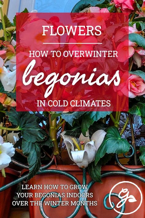 Begonia plants, regardless of type, cannot withstand freezing cold temperatures and require appropriate winter care. Click or tap for the know how to overwinter your begonia plants indoors. How To Overwinter Begonias, How To Over Winter Begonias, Overwintering Begonias, Propagating Begonias, Begonia Plants, Ti Plant, Tuberous Begonia, Winter Care, Overwintering