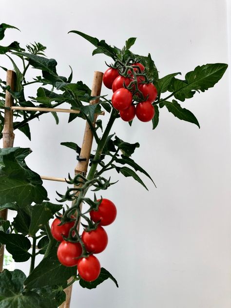 Cherry Tomato Growing and Care List – Our Little Chateau Cherry Tomato Plant Care, Cherry Tomato Growing, Cherry Tomato Plant, Tomato Growing, Tomato Plant, Cherry Tomato, Growing Tomatoes, Tomato Plants, Veggie Garden