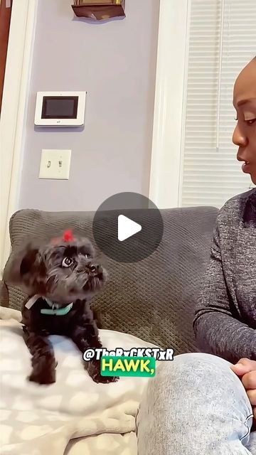 Dog Voice Over Videos, Dog Memes Funny, Pet Meds, Funny Dog Memes Hilarious So Cute, Funny Pet Memes Hilarious, Animal Memes Funny Dogs Humor, Cat Jokes, Cute Dog Memes Hilarious, Funny Dog Videos