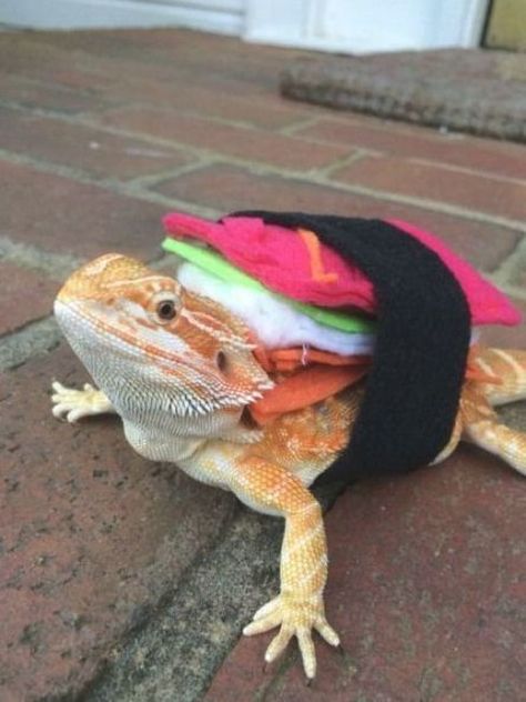 My lizard's DIY sushi roll costume I made her for Halloween #reptiles #reptiles ... Sushi Roll Costume, Dragon Halloween Costumes, Bearded Dragon Costumes, Lizard Costume, Bearded Dragon Clothes, Dragon Halloween Costume, Bearded Dragon Diy, Bearded Dragon Funny, Bearded Dragon Cage