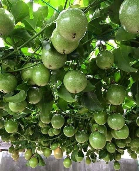 Passion Fruit Tree, Passion Fruit Plant, Potted Fruit Trees, Giant Vegetable, Gardening Design Diy, Vegetable Pictures, Small Vegetable Gardens, Front Garden Landscape, Fruits Photos