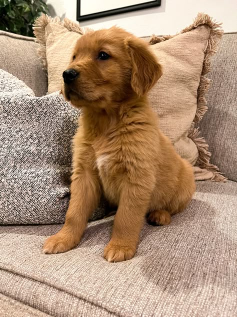 Dark Red Golden Retriever Dark Golden Retriever Puppy, Dark Red Golden Retriever Puppy, Red Retriever Puppy, Red Golden Retriever Puppy, Dark Golden Retriever, Duck Retriever, Golden Retriever Fall, Red Retriever, Red Golden Retriever