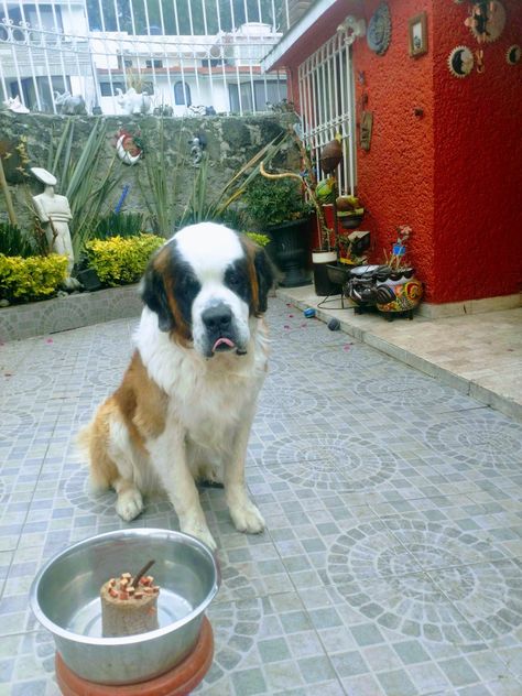 San Bernardo Baloo St Bernard With Barrel, Dogs, Animals