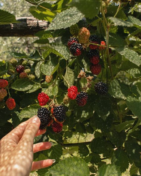 Berry Bush Aesthetic, Blackberry Bush Aesthetic, Summer Berries Aesthetic, Raspberry Bush Aesthetic, Blackberry Picking Aesthetic, Picking Berries Aesthetic, Blackberries Aesthetic, Berry Picking Aesthetic, Blackberry Aesthetic