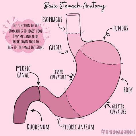 Basic anatomy of the human stomach! It's got an important job, and boy oh boy does it suck when it decides to not cooperate. The Stomach Anatomy, Anatomy Of Stomach, Stomach Anatomy Notes, Stomach Anatomy Drawing, Digestive System Notes Aesthetic, Stomach Anatomy, Human Stomach, Anatomy Pictures, Anatomy Diagrams