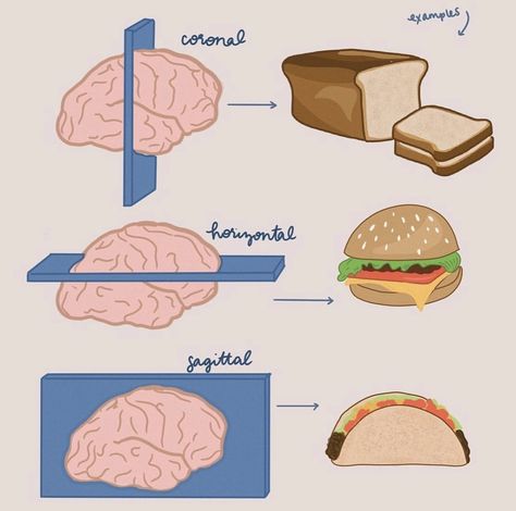 Speech Language Pathology Aesthetic, Slp Aesthetic, Speech Language Pathology Grad School, Speech Therapy Posters, Medical Terminology Study, Speech Therapy Tools, What To Study, Medical School Life, Basic Anatomy And Physiology