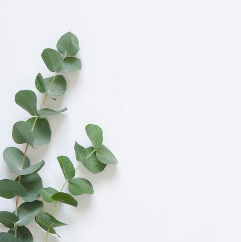 Premium Photo | Eucalyptus leaves on white background flat lay top view copy space White Flower Bouquet, Leaves Background, Search By Image, White Poppy, 50 Million, Leaf Background, Beautiful Bouquet Of Flowers, Flower Branch, Eucalyptus Leaves