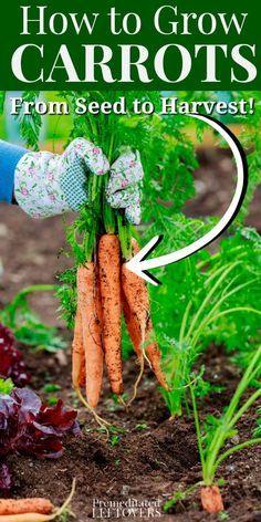 Carrot Seedlings, Grow Carrots, Plantarea Legumelor, Sweet Carrots, How To Plant Carrots, Growing Broccoli, Carrot Gardening, Homestead Gardening, Growing Carrots