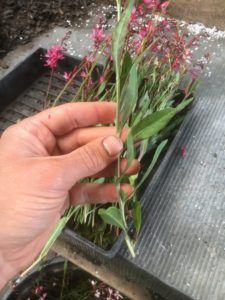 How to propagate Gaura lindheimeri (Butterfly Bush) – Everydaywits Gaura Plant, Butterfly Bush Care, Garden Tricks, Gardening Projects, Garden Inspo, Veggie Patch, Plant Propagation, Cottage Garden Design, Summer Stuff