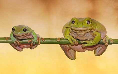 A little and large frog almost mirror each other as they both hold onto a branch. The young male is half the size of the larger female as the pair cling to a branch for two minutes before jumping off. Graphic designer Andri Priyadi captured the moment near his home in Jakarta, Indonesia. Small Frog, Le Male, Funny Frogs, Frog And Toad, Tree Frogs, Reptiles And Amphibians, World Best Photos, Zoology, Animal Photo