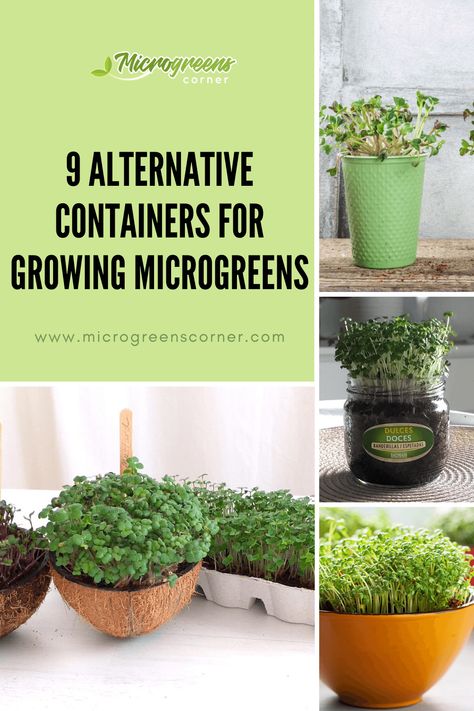 Microgreens grown in various containers Growing Microgreens Outdoors, Hydroponic Microgreens Diy, Microgreen Container Ideas, Diy Microgreens At Home, Microgreens Growing Indoor Setup, How To Grow Micro Greens, Indoor Microgreens Garden, Growing Microgreens At Home, Diy Micro Greens