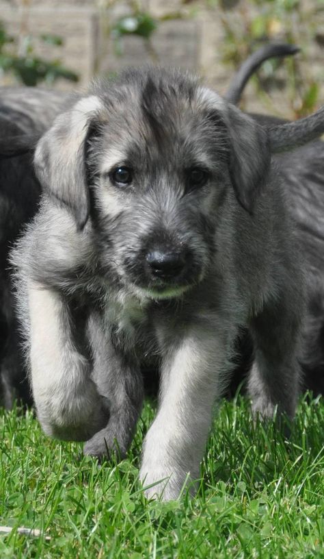 Irish Wolfhound Puppies From Heart ... Wolfhound Puppies, Irish Wolfhound Puppies, Irish Wolfhound Dogs, Wolfhound Dog, Dogs Stuff, About Dogs, Irish Wolfhound, Irish Setter, Cane Corso