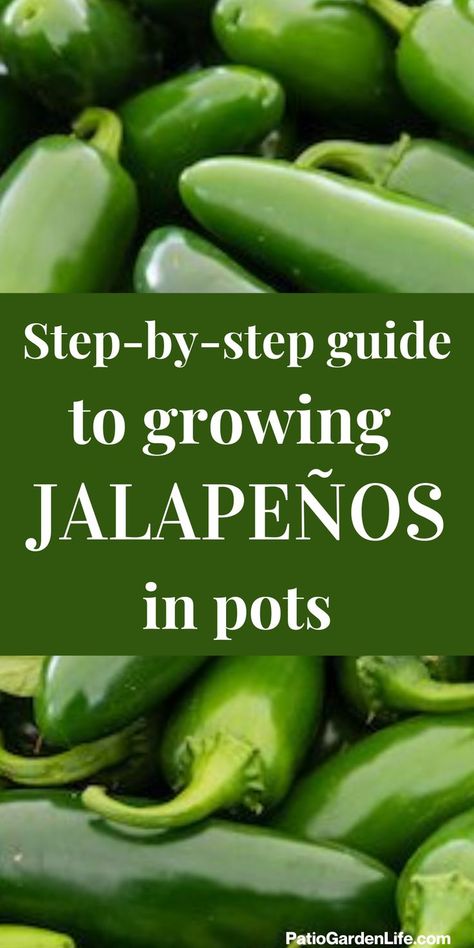 pile of green jalapeno pods with overlay text step-by-step guide to growing jalapeños in pots Jalapeno Seeds Planting, Jalapeno Plants Growing, Jalapeno Plants In Pots, How To Grow Peppers, Jalapeno Garden, Growing Peppers In Pots, How To Grow Jalapenos, Grow Jalapenos, Peppers In Pots