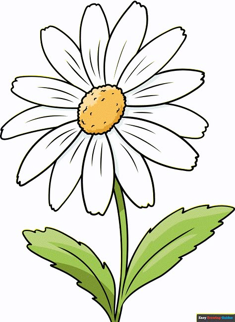 Learn to draw a Daisy Flower. This step-by-step tutorial makes it easy. Kids and beginners alike can now draw a great Daisy Flower. Daisy Flower Drawing, Diy Drawings, Daisy Drawing, Easy Flower Drawings, Pencil Drawings Of Flowers, April Birth Flower, Tree Drawings Pencil, Sunflower Drawing, Flower Drawing Tutorials