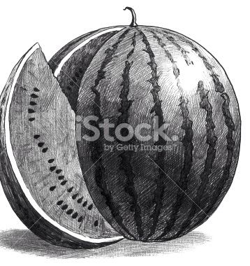 An watermelon pencil drawing Watermelon Drawing Realistic, Watermelon Tattoo Black And White, Watermelon Art Illustrations, Fruit Drawing Pencil Sketches, Watermelon Sketch, Drawing Vegetables, Still Life Pencil Shading, Tea Cup Drawing, Watermelon Drawing