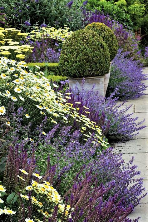 Nepeta Racemosa, Salvia Nemorosa, Garden Front Of House, Old Garden, Flower Bed Designs, Sauce Hollandaise, Cottage Garden Plants, Flower Garden Design, Borders Design