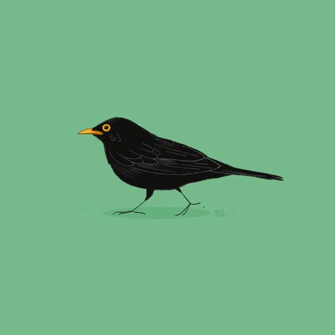 Aardman Animations, Animation Illustration, Bird Gif, Motion Graphics Design, Animation Movie, Animation Reference, Illustration Character, Scientific Illustration, Animated Drawings