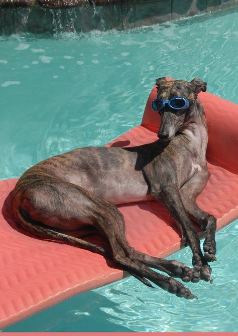 The Best Is Yet To Come, Yet To Come, Greyhound, A Dog, Swimming, Pool