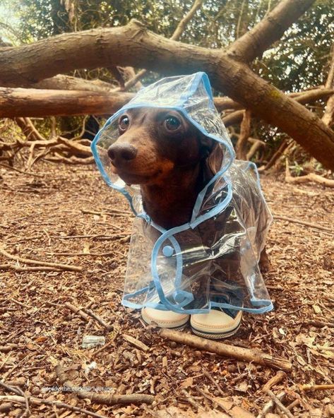 Pet People, Hybrid Dogs, Dachshund Lovers, Dachshund Puppies, Dachshund Love, Wiener Dog, Funny Animal Memes, Animals Friends, Cat Pics