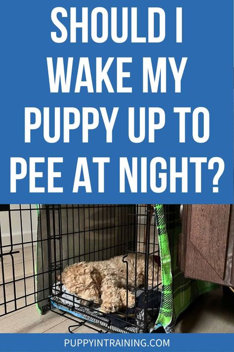 Crate Potty Training Puppy, Night Time Puppy Potty Training, How To Train Your Puppy To Pee Outside, Puppy Night Training Sleep, Kennel Training A Puppy At Night, Puppy Potty Training In 3 Days, Potty Training Puppy Schedule, Crate Training Puppy At Night, How To Crate Train A Puppy At Night