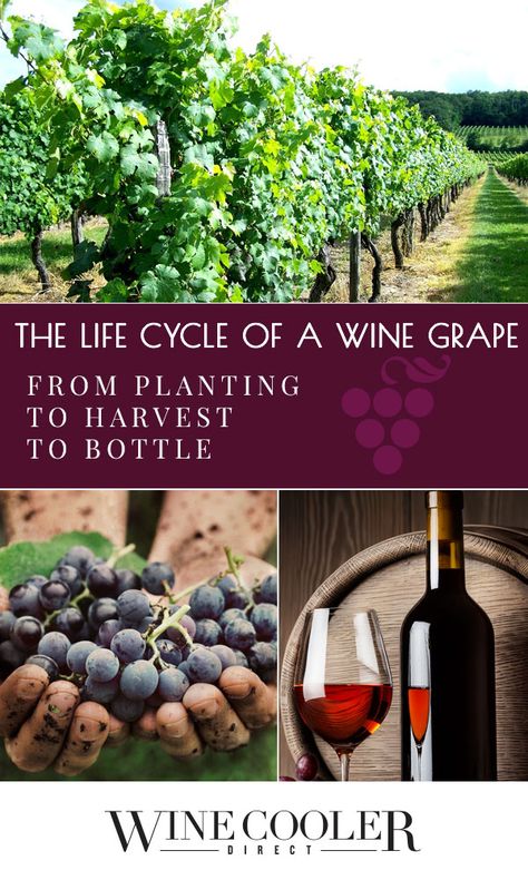 Small Vineyard Ideas, Starting A Vineyard, Starting A Winery, Backyard Vineyard, Growing Wine Grapes, Red Wine Benefits, White Wine Sangria Recipe, Wine Facts, Grape Trellis