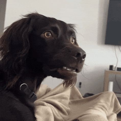 Bobawooyo Dog Confused GIF - Bobawooyo Dog confused Dog huh - Discover & Share GIFs Dog Puppet, Confused Meme, Surprised Dog, What Gif, Smile Gif, Dog Animation, Dog Funny, We Bare Bears, Bare Bears