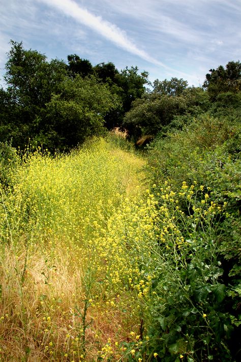 Wild Mustard Field (edible)  www.urbanoutdoorskills.com Wild Mustard, Wild Garlic Flowers, Edible Wild Plants In Virginia, Wild Mustard Plant, Mustard Field Photography, Growwild Wildflower Farm, Survival Food Storage, Surviving In The Wild, Edible Wild Plants