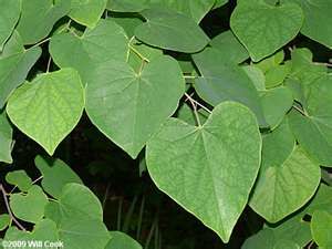 Heart shaped leaves of Red Bud tree. Zone 7 Trees, Eastern Red Bud, Eastern Redbud Tree, Trees For Garden, Watercolor Branches, Four Seasons Tree, Home Front Yard, Red Hot Poker, California Cottage