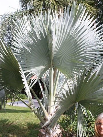 Bismarck Palm, Madagascar Palm, Yucca Rostrata, Florida Landscaping, Florida Gardening, Silvery Blue, Long Flowers, Fruit Plants, Blue Leaves