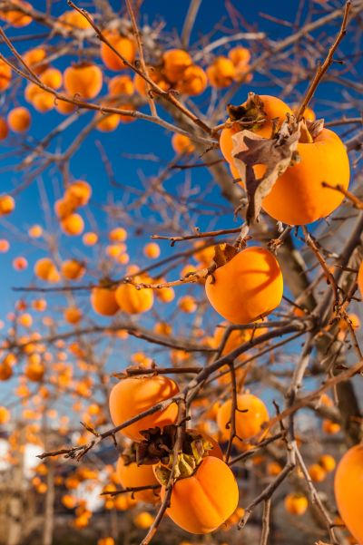 Persimmon – Divination – Tree Spirit Wisdom Finding Meaning, Persimmon Fruit, Eastern Woodlands, Tree Spirit, Sweet Cake, Airbrush Art, White Image, City Aesthetic, Persimmon